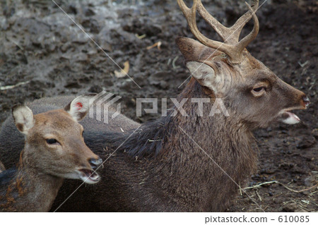Zoo deer (1) Zoo deer (1) 610085