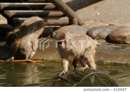 Monkeys in the zoo (5) Monkeys in the zoo (5) 610087