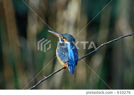 翠鳥 翠鳥 610276