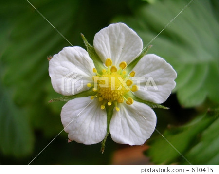 一株草莓花 花朵 花 610415