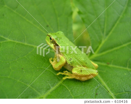 青蛙 白天 樹蛙 610416