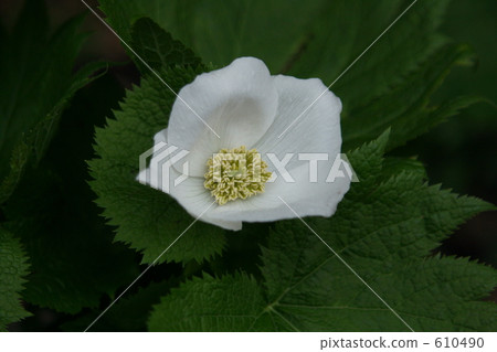 Shirane aoi白花 610490