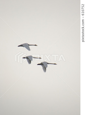 Three swans Three swans 610752