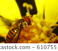 Marmalade hoverfly 610755