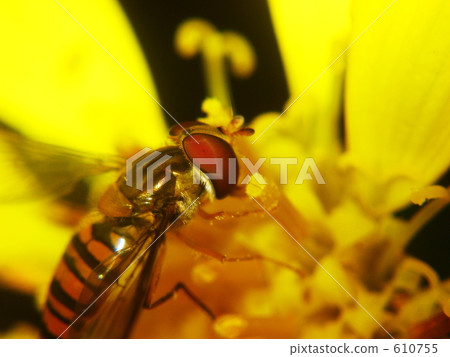 Marmalade hoverfly Marmalade hoverfly 610755
