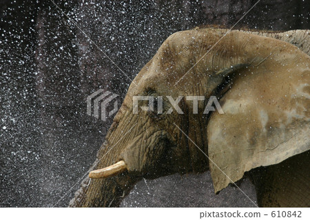 African elephant in splash splash 610842