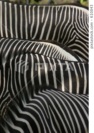 Overlapping zebra pattern 610843