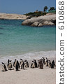penguin, penguins, coast 610868