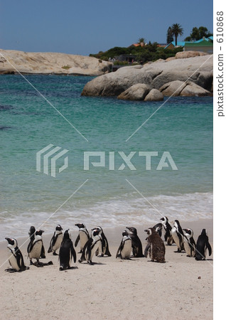 penguin, penguins, coast 610868