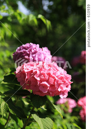 Pink hydrangea Pink hydrangea 610939
