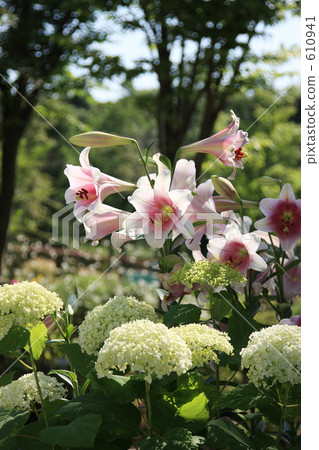 Hydrangea and lily Hydrangea and lily 610941