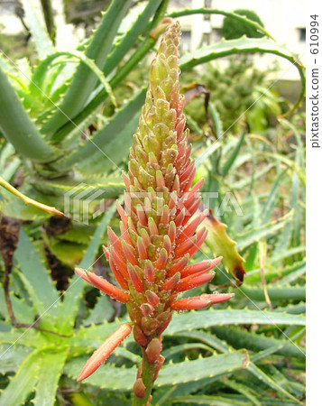 Flowers of green algae remaining 610994