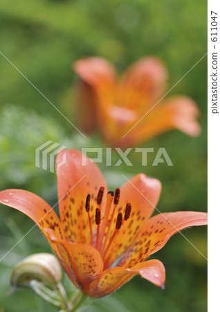 毛百合 毛百合 611047