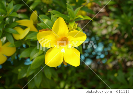 bloom, blossom, blossoms 611115