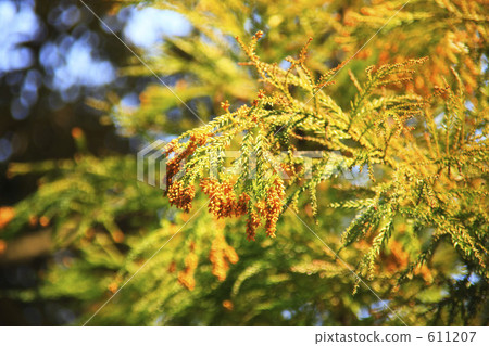 图库照片: 花粉图像