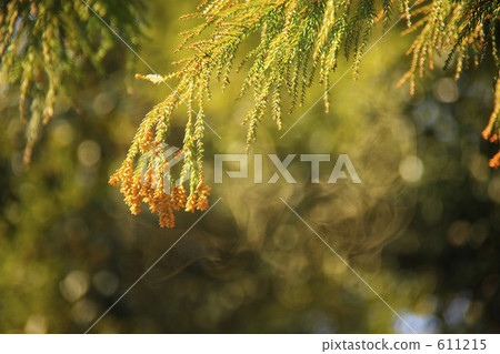 Pollen image 611215