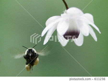 I am attracting pollen from Rangeshouma I am attracting pollen from Rangeshouma 611236