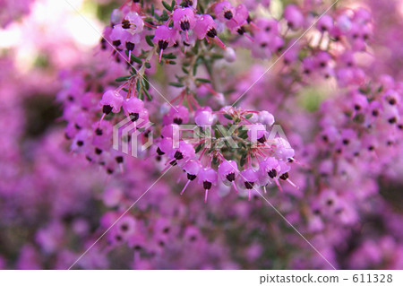 Blooming, small pink pattern 611328