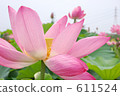 tomorrow, bloom, blossom 611524