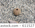 anemone, sea anemone, grey 611527