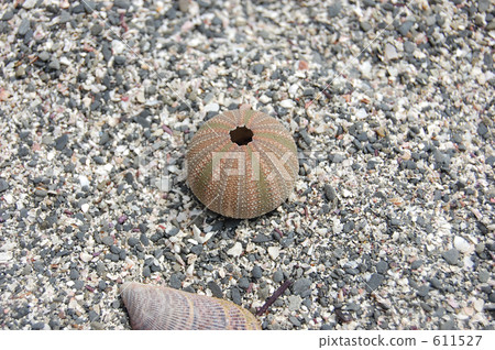 anemone, sea anemone, grey 611527