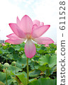 lotus, bloom, blossom 611528