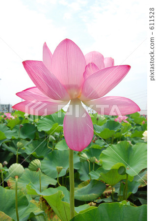 lotus, bloom, blossom 611528
