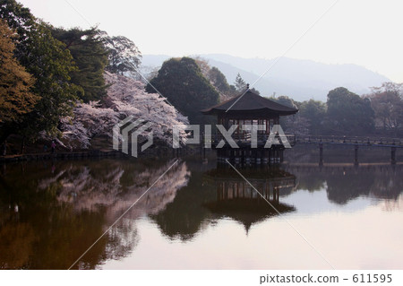 Ukimido and cherry blossoms 611595