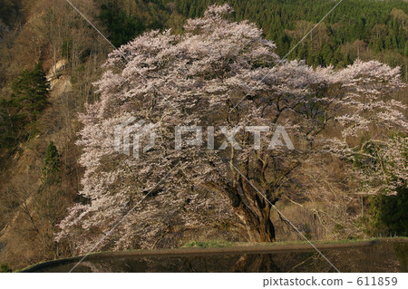 Cherry blossoms of bridge 611859