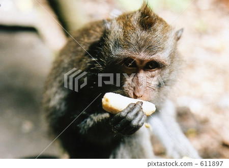 猴子 猴 動物 611897