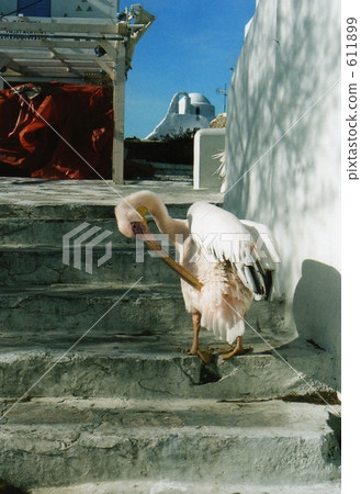 鵜鶘 鳥兒 鳥 611899