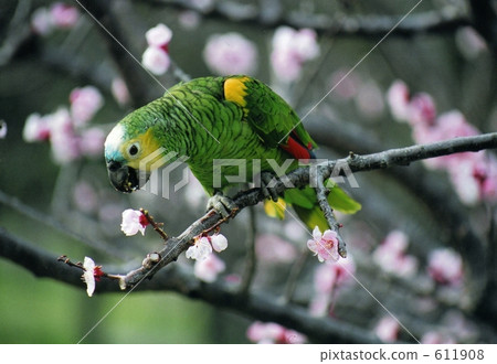 鳳頭鸚鵡 鸚鵡 長尾鸚鵡 611908