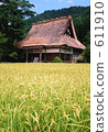 長滿茅草的椽架屋頂 稻田 水稻 611910