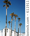椰子樹 棕櫚樹 椰子 611911