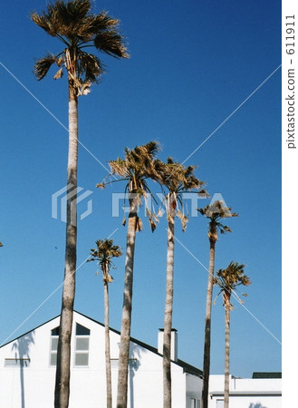 椰子樹 棕櫚樹 椰子 611911