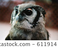 貓頭鷹 鳥兒 鳥 611914