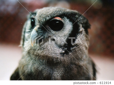 貓頭鷹 鳥兒 鳥 611914