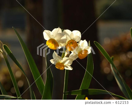 daffodil, narcissus, daffodils 612153