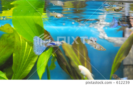 Tropical Fish Guppy 612239