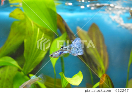 Tropical Fish Guppy Tropical Fish Guppy 612247