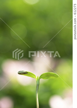 Germination Germination 612273