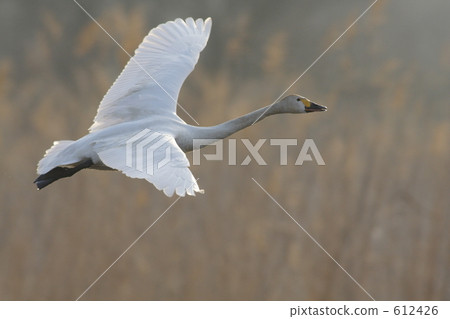 天鵝 白毛鳥 鳥類 612426