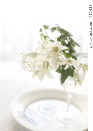 Flannel Flower 612432