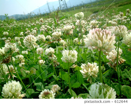 White clover 612644