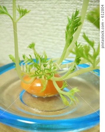 Misplaced carrots 612804