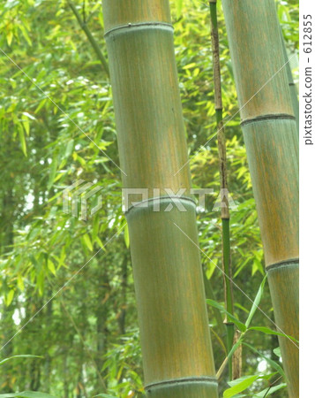 Bamboo 612855