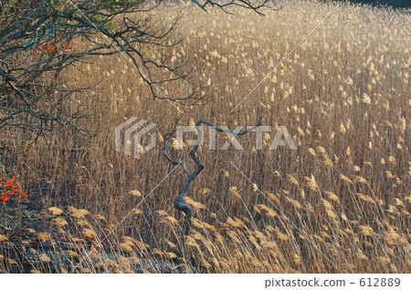 Ashimane在夕陽照耀 612889