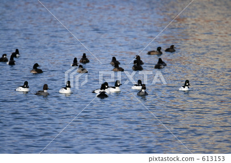 Rhododendron Rhododendron 613153