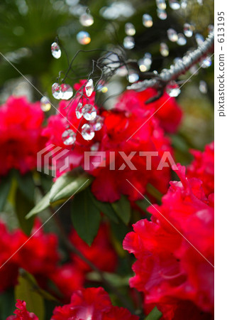 Crimson carnation Crimson carnation 613195