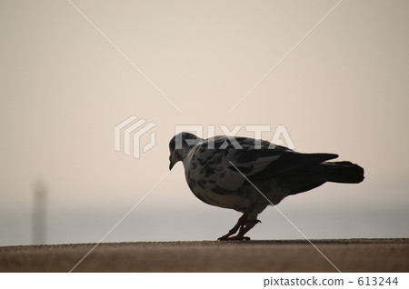 走在沙灘的鴿子 613244